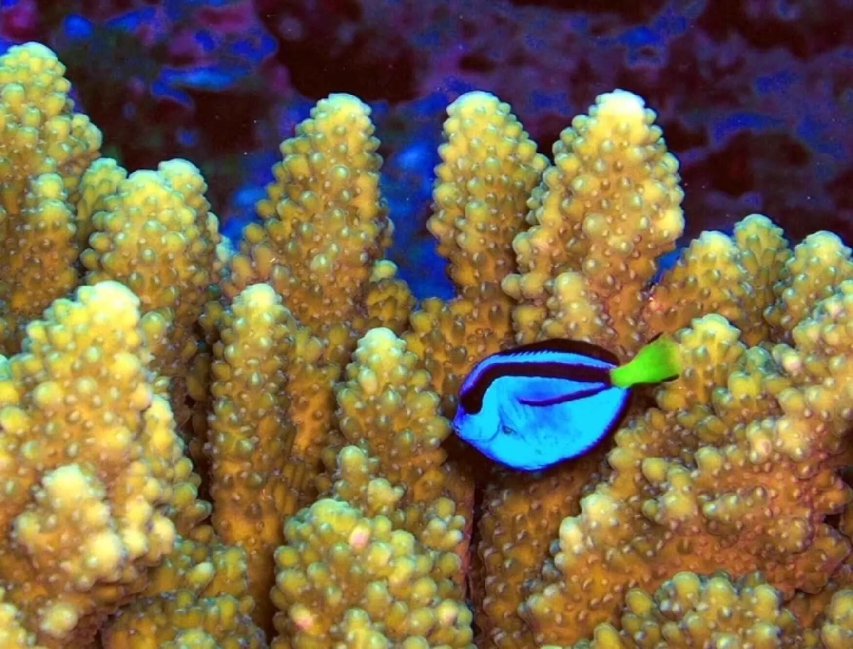 Рыбка коралловых рифов. Голубой хирург (Paracanthurus hepatus). Рыба Еллоу танг. Рыба Тай риф. Рыбки коралловых рифов.