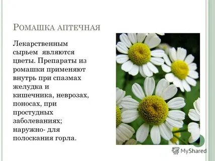От чего помогает цветок ромашки
