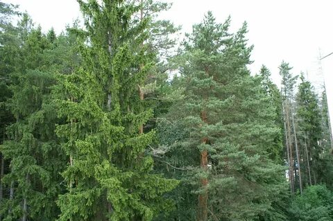 Лес номер 1