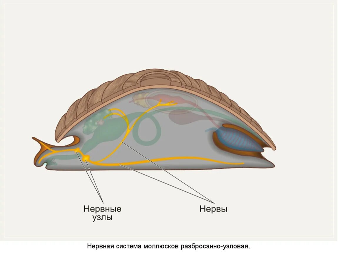 Тип моллюски выделение. Выделительная система прудовика. выделительная система брюхоногих моллюсков. тип моллюски выделительная система. малый прудовик выделительная система.
