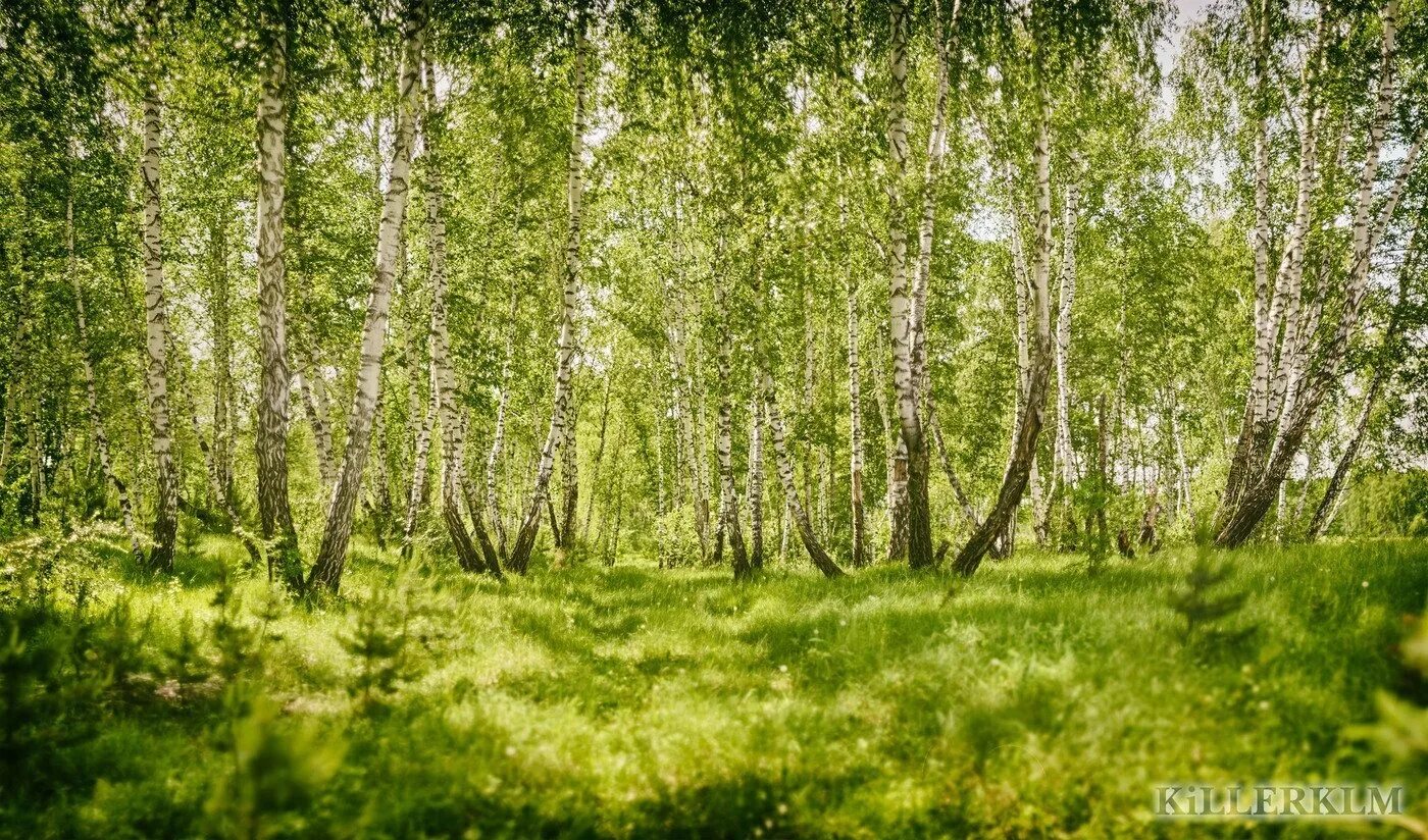 Фон березовая роща. Березовая роща томск. Березовая роща тутаев. Березовый бор. Русский лес березовая роща.