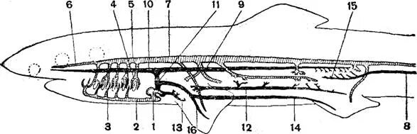 Схема кровеносной системы костистой рыбы. Схема кровеносной системы костистой рыбы вид снизу. Схема строения кровеносной системы акулы. Строение кровеносной системы акулы. Кровеносная система хрящевых рыб схема.
