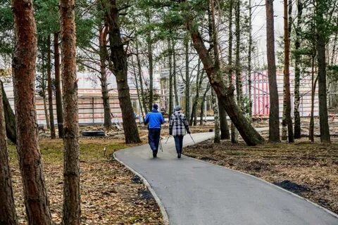 Приморский сосновый бор