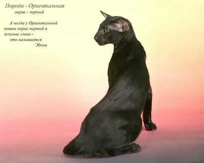 Ориентальная кошка породы кошек характер