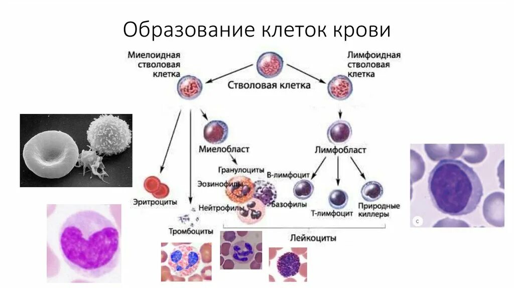 Т клетки крови. Схема образования кровяных клеток. Деление клеток крови схема. Схема образования белых клеток крови. Образование клеток крови теория.