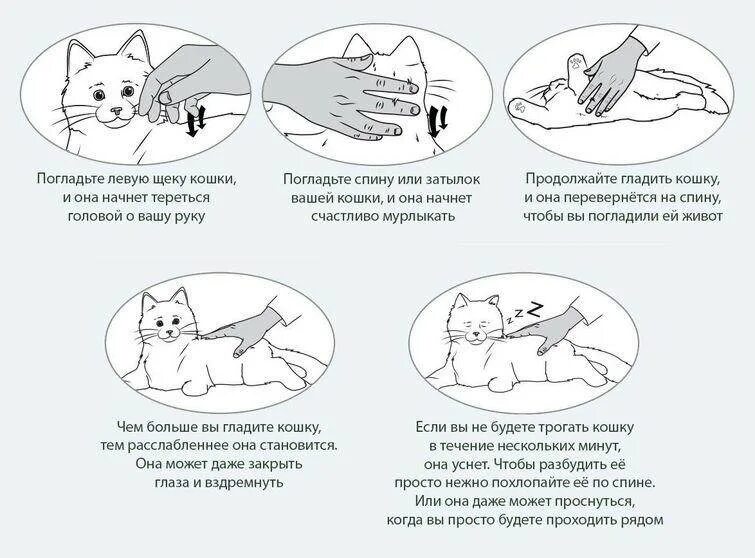 Почему кошка дергается. Почему кошки мурличать. почему кот мурлыкает. попочему кошка мурлыкает. как коты мурлыкают.