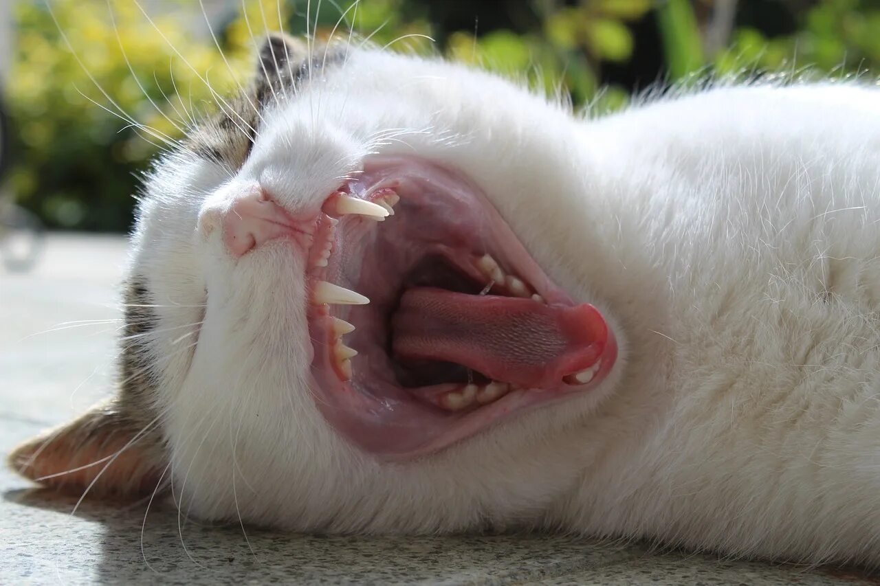 Зубы котика