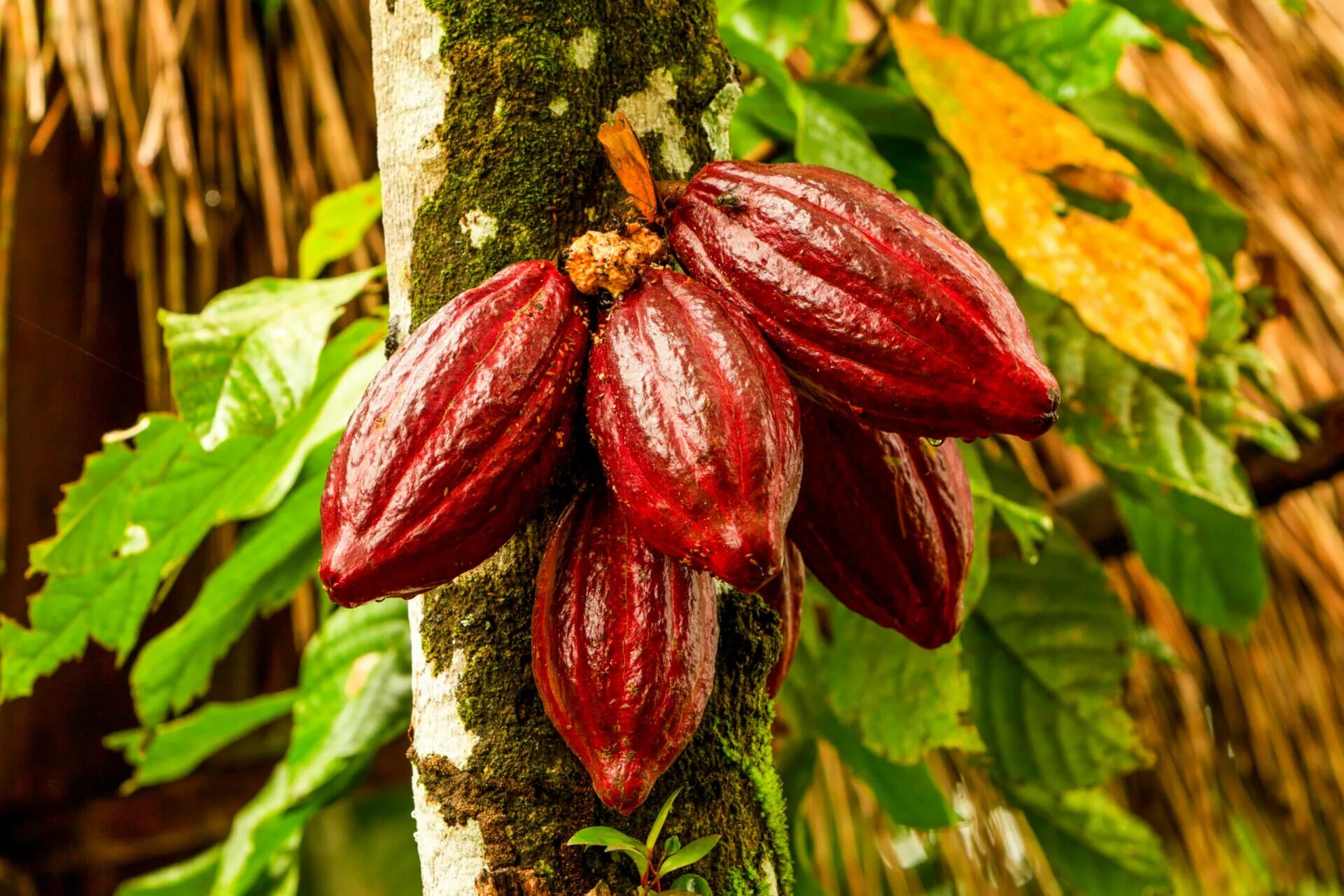 Какао бобы фото. Какао (theobroma cacao). theobroma cacao дерево. шоколадное дерево (theobroma cacao). какао бобовое дерево.