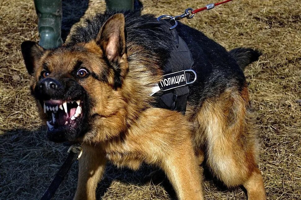 Груминг овчарки. Шлейка Police k9. Police k9 немецкая овчарка. Шлейка для немецкой овчарки к9. Овчарка к9.