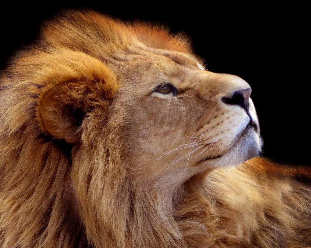 Лев Король зверей. Красивый Лев. Лев царь зверей. Самый красивый Лев.
