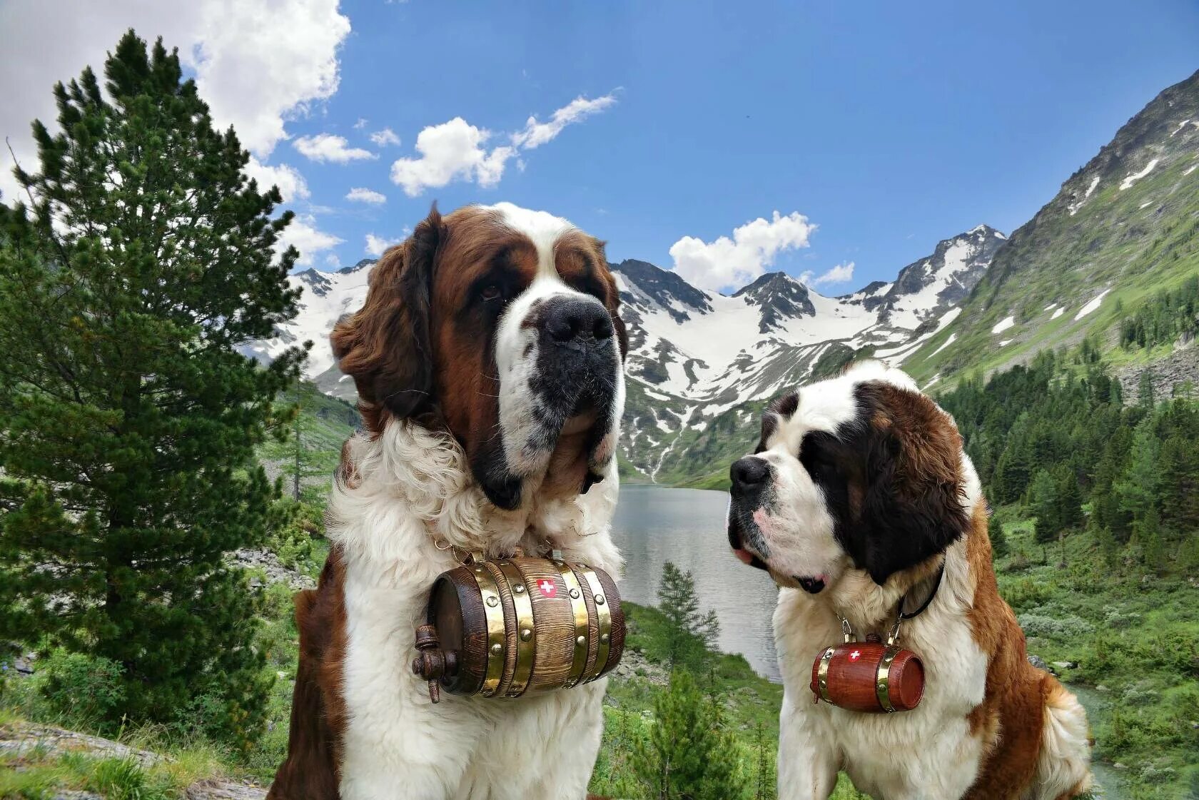 Сенбернар собака спасатель. Собака с бочонком на шее. Собака с бочонком на шее. Сенбернар спасатель с бочонком. Сенбернар спасатель с бочонком.