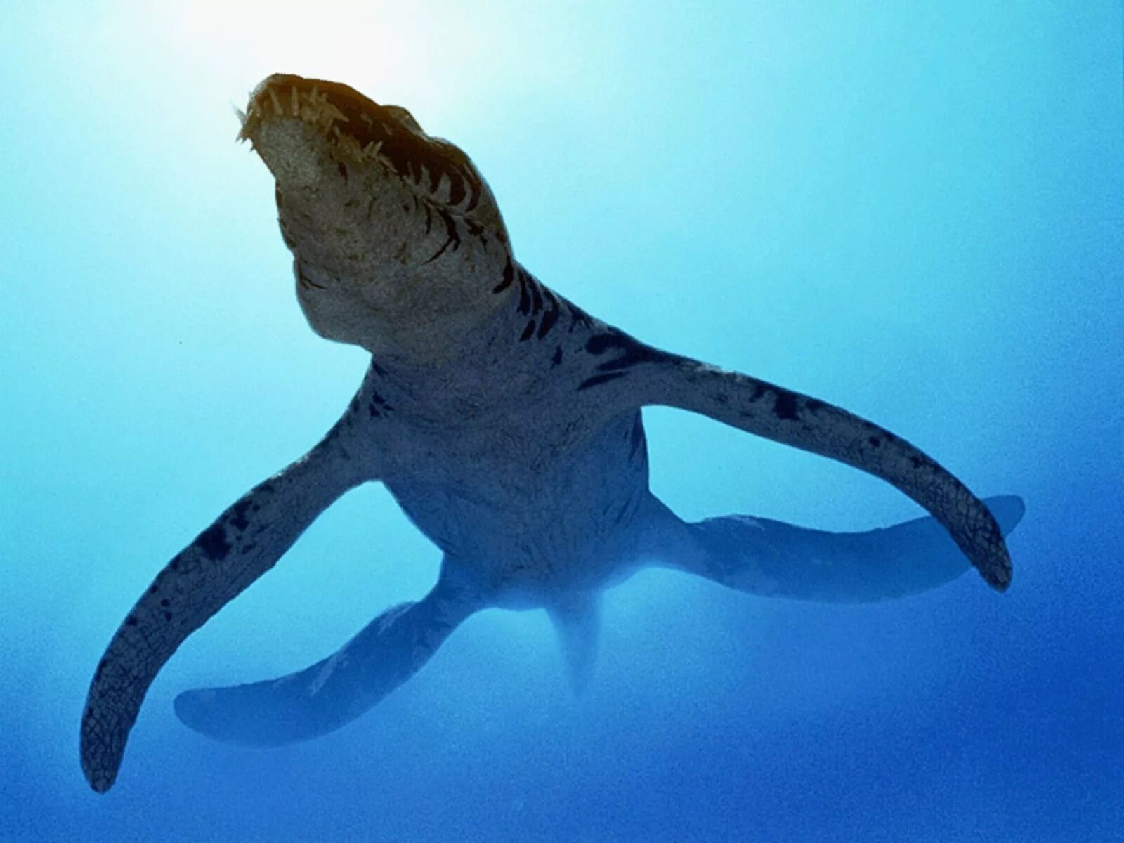 Плиозавр и Лиоплевродон. Лиоплевродон динозавр. Лиоплевродон мир Юрского периода. Лиоплевродон bbc.