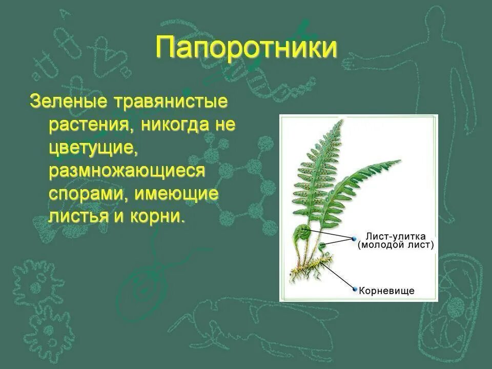 Какой тип питания характерен для орляка. Папоротник орляк размножается спорами. Папоротник травянистое растение. Папоротники не имеют. Строение папоротника.