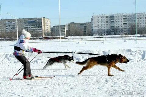 22 сани