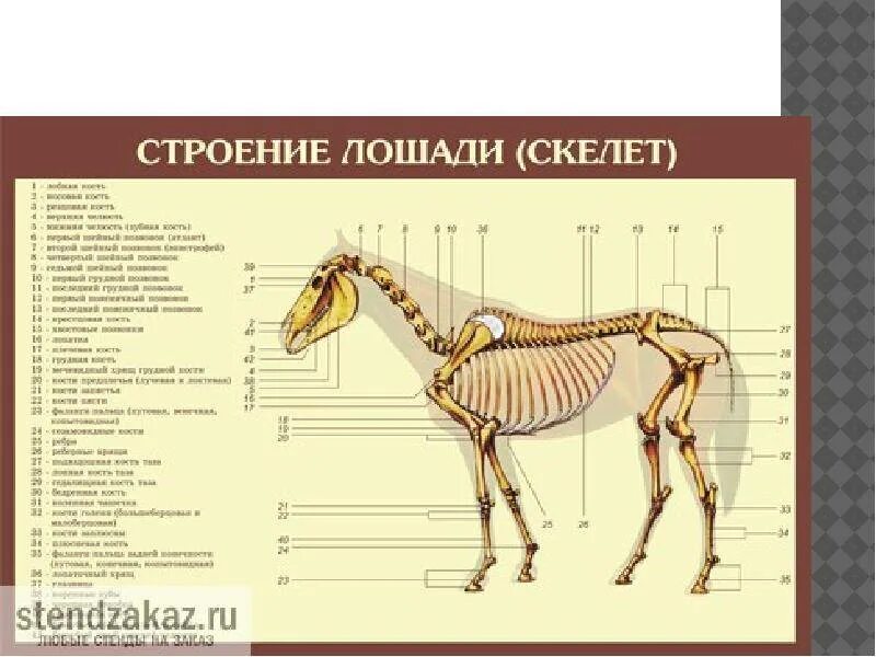 Характеристика внешнего строения лошадей