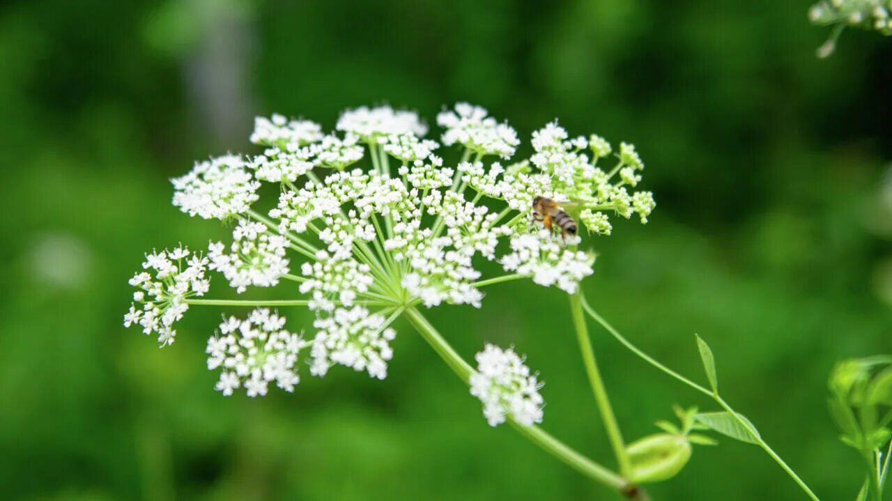 Борщевик мантегацци heracleum mantegazzianum. Пастернак луговой растение. Тысячелистник сорняк. Болиголов крапчатый ядовитый. Пастернак луговой.