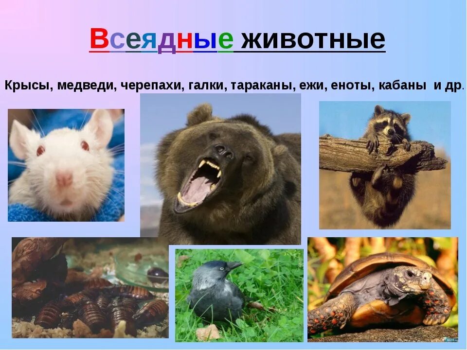 Млекопитающие всеядные животные