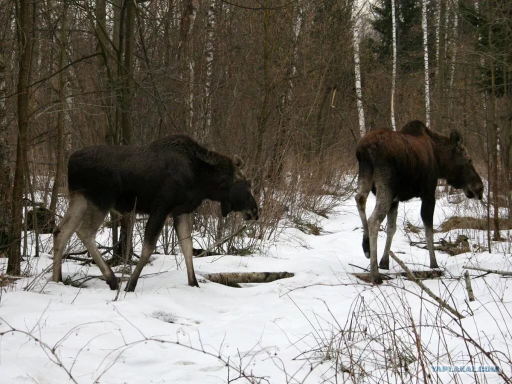 лось в новосибирской области. лось восточно сибирский сохатый. лось смешанных и широколиственных лесов. лось ярославская область. двухсот лосей.