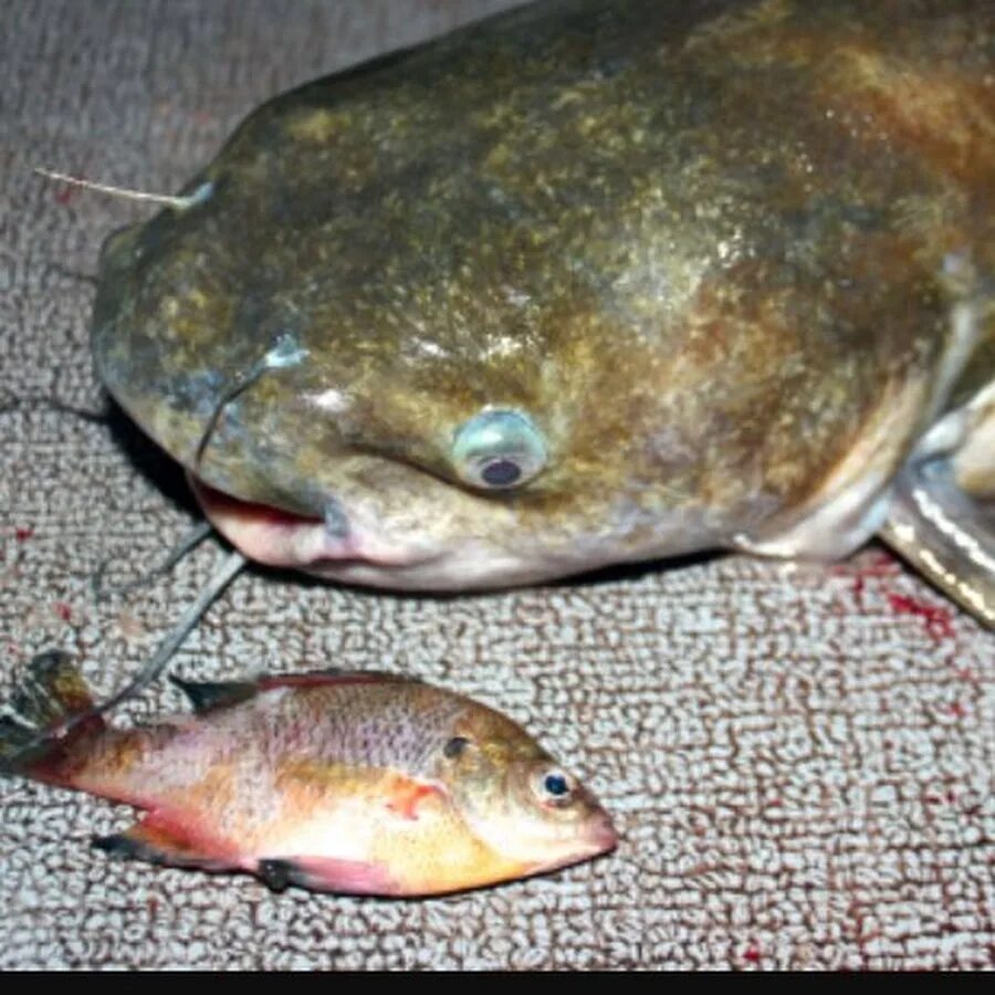 Кэтфиш рыба. Клариевый африканский мраморный сом. Можно сома. Сом обыкновенный silurus glanis. Можно сома.