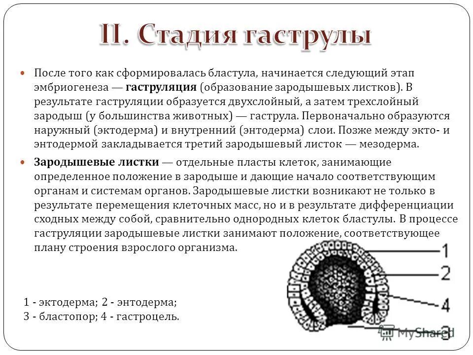 Какой зародышевый листок формируется на стадии. Эмбриогенез бластула. Онтогенез гаструла. 3 Стадии гаструляции эмбриогенеза животных. Гаструляция 3 слоя.