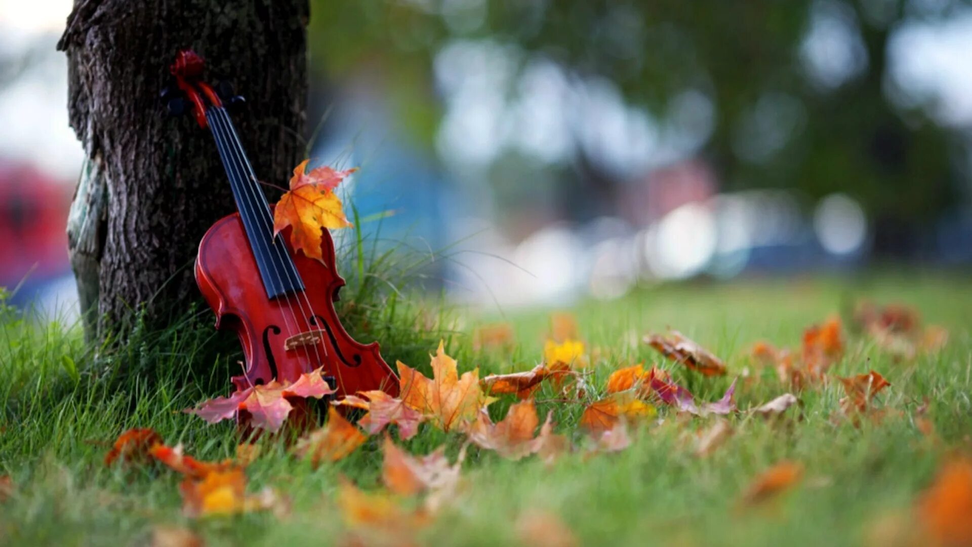 Мп3 песни добро. Скрипка на природе. Музыкальный пейзаж. Музыкальные инструменты на природе. Скрипка в осенней листве.