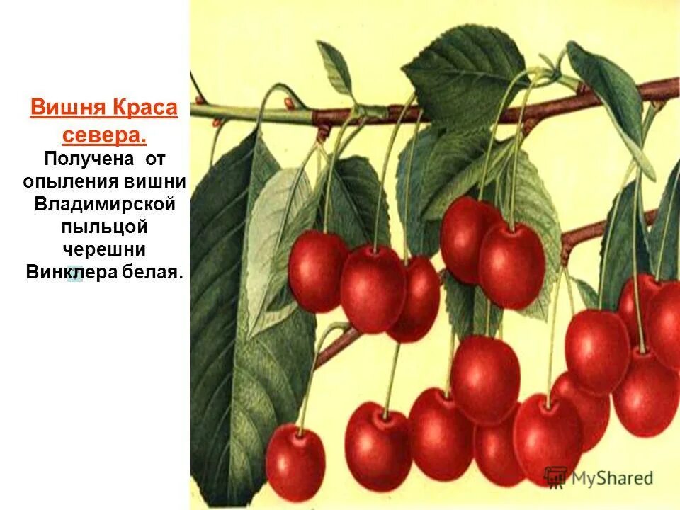 Вишня может быть опылителем для черешни. Черевишня дюк краса севера. сорт вишни полевка мичурина. вишня краса севера мичурин. вишня владимирская черешня винклера=вишня краса.