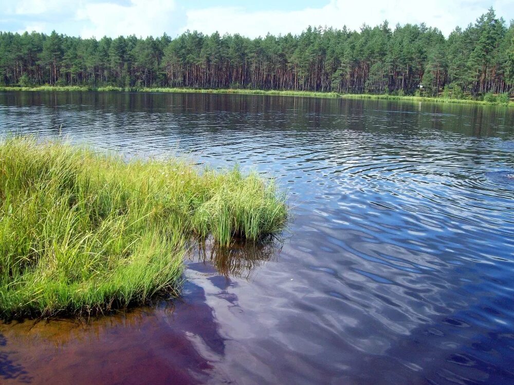 Озеро круглое ленинградская область. Тосно ленинградская область озеро.