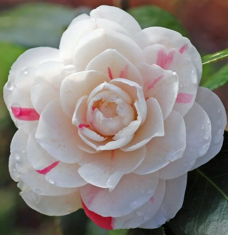 Камелия Японика цветок. Камелия Брашфилдс Йеллоу. Камелия белая цветок. Камелия махровая. Камелия 6