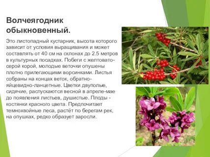 Волчеягодник описание
