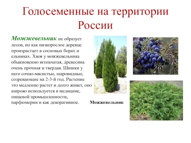 Голосеменные растения относится к высшим. Можжевельник обыкновенный голосеменные. доклад о голосеменном растении можжевельник. можжевельник обыкновенный кипарисовые. голосеменные растения можжевельник.
