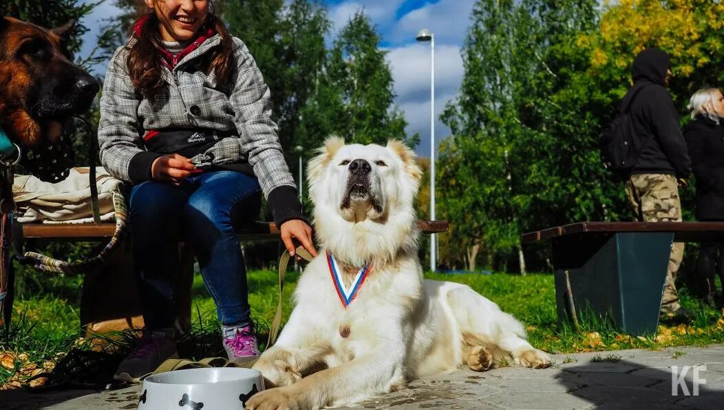Карта догфрендли мест. Дог френдли казань. Выгул домашних животных. Дог френдли казань. Dog friendly вывеска.