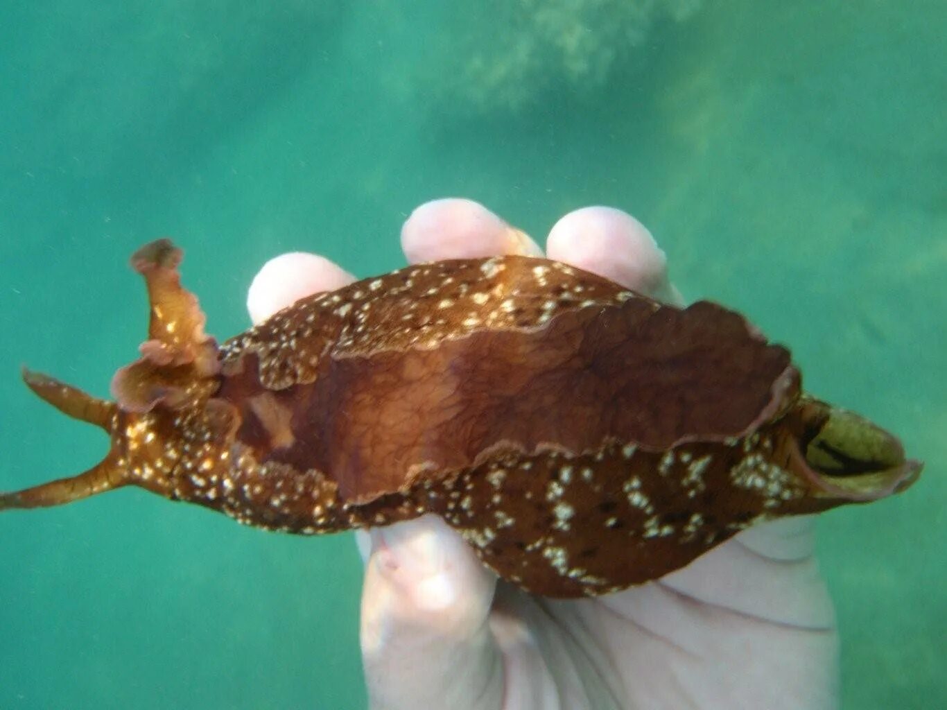 Моллюском аплизией. Морской заяц моллюск. Морской заяц Голожаберник. Морской заяц брюхоногий моллюск. Аплизия морской моллюск.