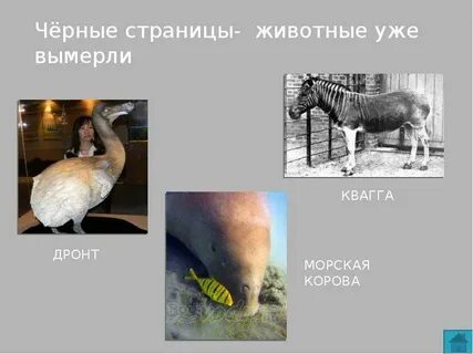 Животные из красной книги черные страницы