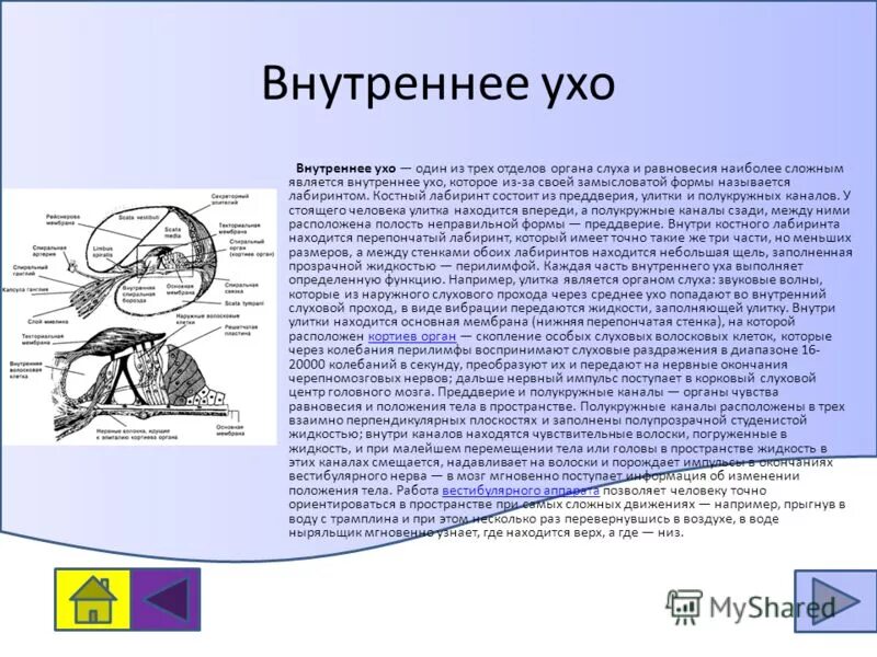 Полость внутреннего уха. Внутреннее ухо заполнено. Перилимфа внутреннего уха. Внутреннее ухо полость заполненная жидкостью. Как устроено внутреннее ухо