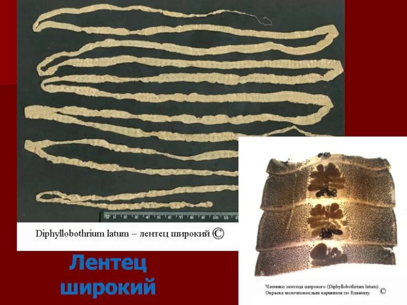 Широкий лентец какой. Широкий лентец какой