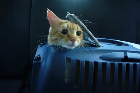 Кошка 20