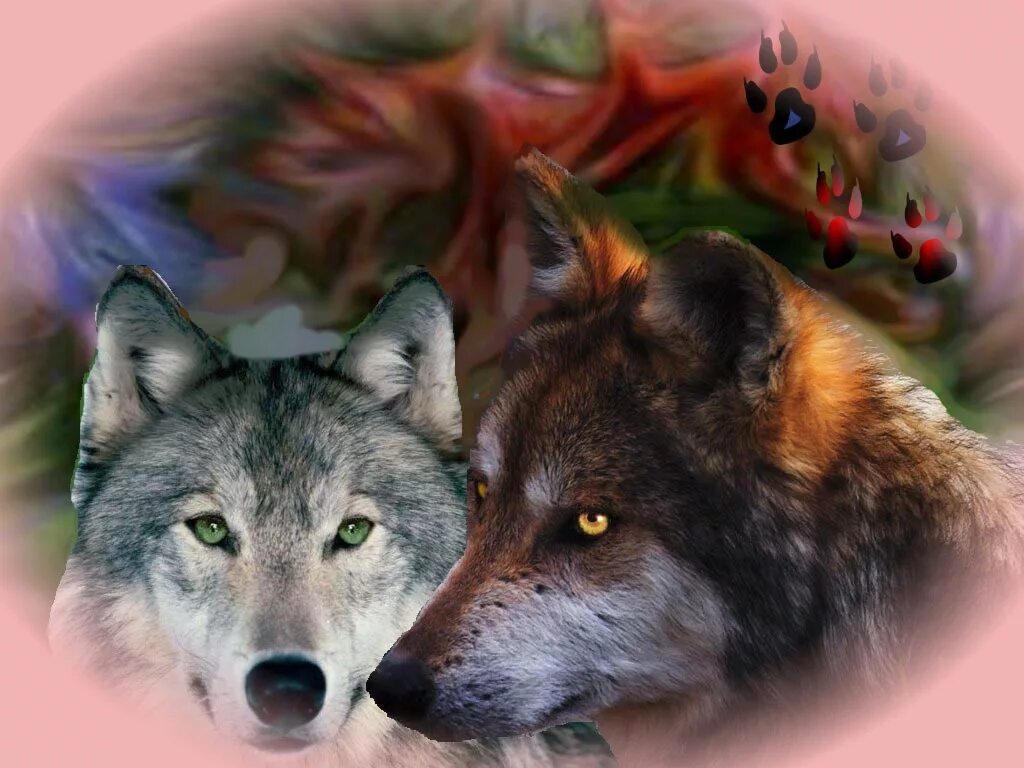 Волк и волчица. Влюбленные волки. Красивый волк. Два волка.