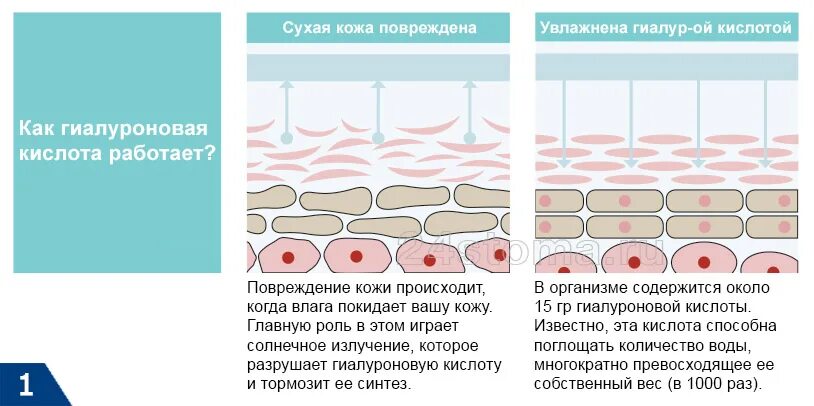 Гиалуроновая кислота. Гиалуроновая кислота в коже. Концентрация гиалуроновой кислоты. Гиалуроновая кислота схема.