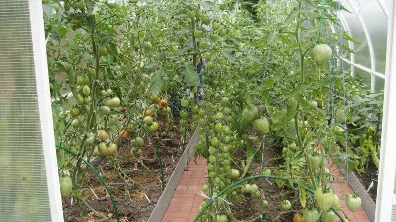 Подвязка томатов бычье сердце. Томат бычье сердце куст. Помидор бычье сердце куст. Томат бычье сердце пасынковать. Куст томата.