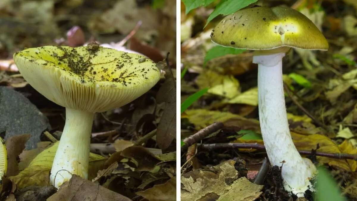 поганки похожи. осенние грибы похожие на поганки. бледная поганка и шампиньон. бледная поганка и белый гриб. поплавок белый amanita alba.