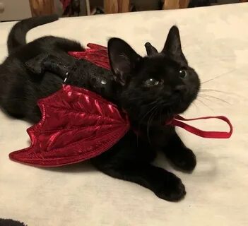 Коте готе