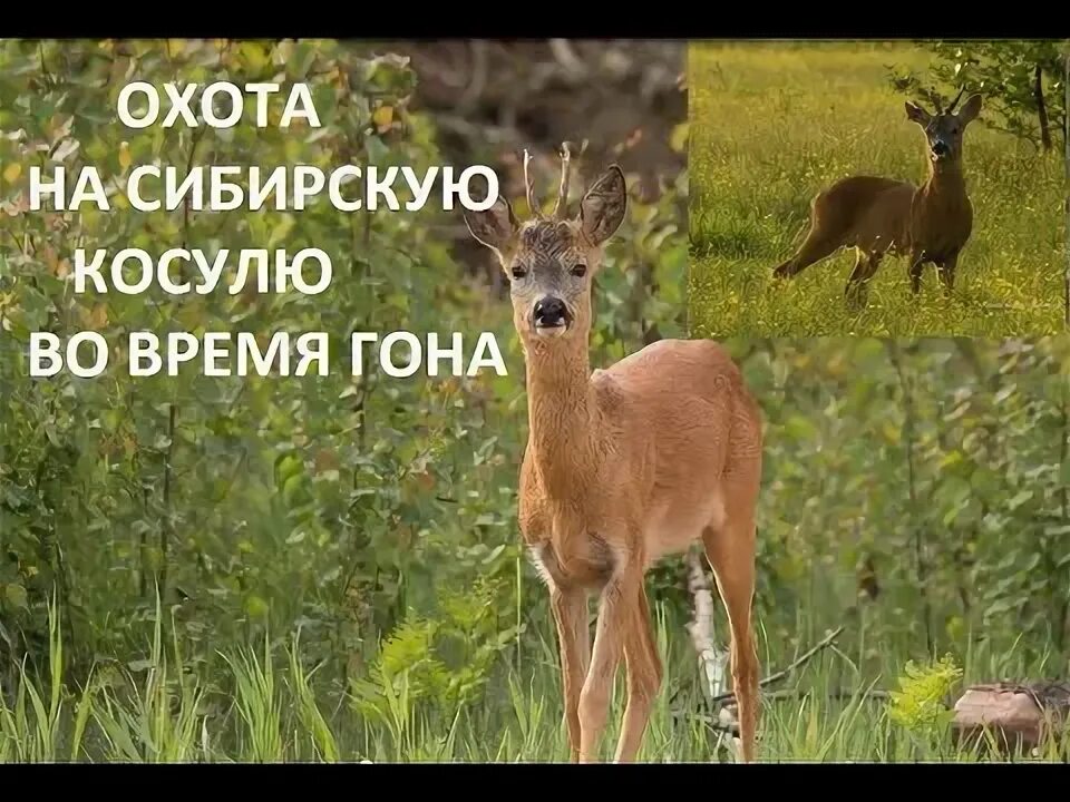 Трофейные косуля сибирская. Косуля жигулевский заповедник. Самец сибирской косули. Самец сибирской косули. Крик самца косули во время гона.