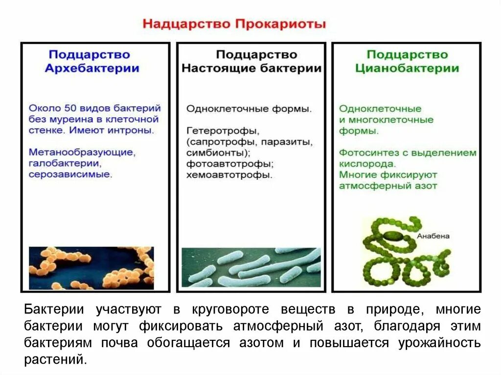 Возникновение прокариот произошло в. Подцарство архебактерии. Бактерии прокариоты. Подцарство настоящие бактерии. Бактерии и архебактерии.