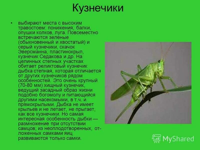 Кузнечики 2 класс окружающий мир