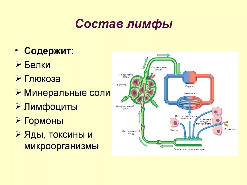 Механизм образования и состав лимфы.. Химический состав лимфы. Состав лимфатической системы. Состав лимфы схема