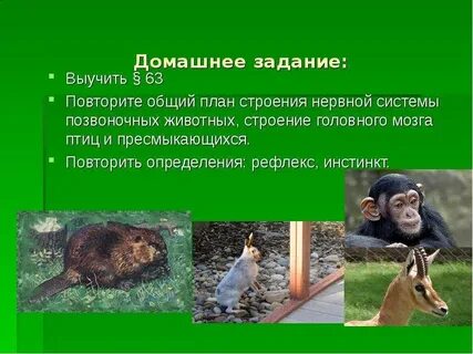 Инстинкт это в биологии 8 класс