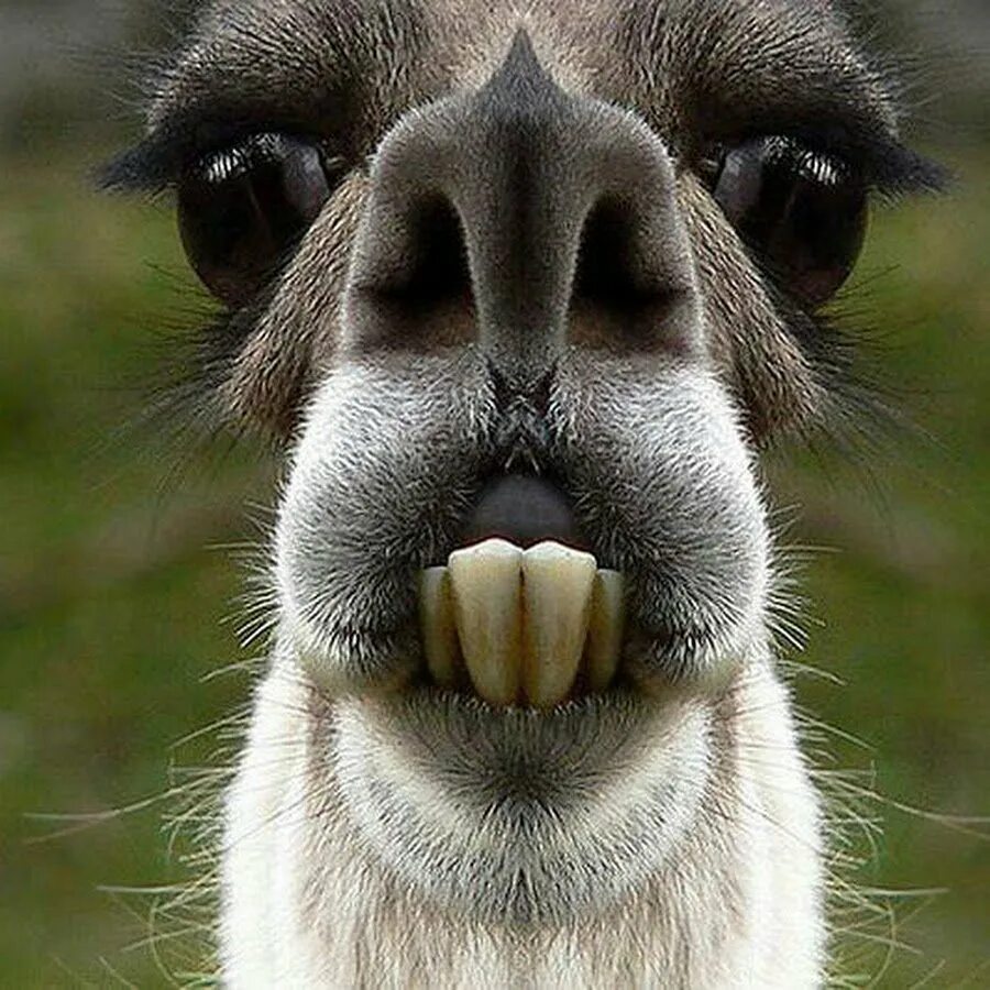 Скороговорка а4 лама. Верблюд лама альпака. Смешные фото животных. Лама с зубами. Самые смешные звери.