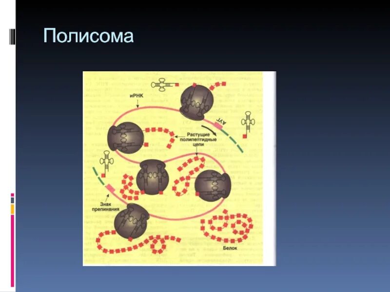 Полисома рисунок с подписями. Полисомы строение и функции. Строение полирибосомы. Протекает на полисомах. Протекает на полисомах.