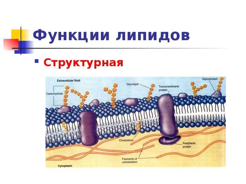 Строения липидов человека. Строение липидов биология. Жиры липиды строение. Структурная функция липидов. Липиды функции липидов.