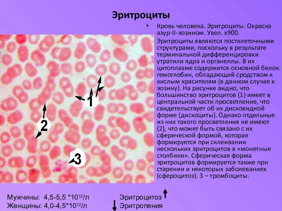 Цитоплазма эритроцитов человека. Окраска Азур-эозином эритроциты. Кровь лягушки окраска эозин Азур 2. Окраска Азур 2 эозином. Окраска эритроциты эритроциты.